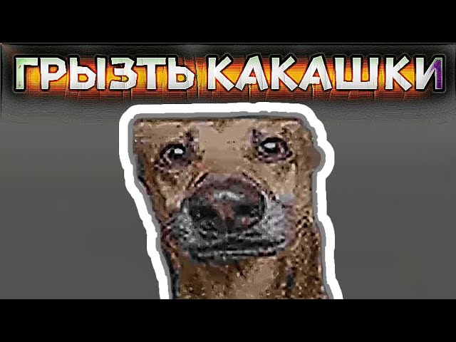 Грызть какашки - мем оригинал