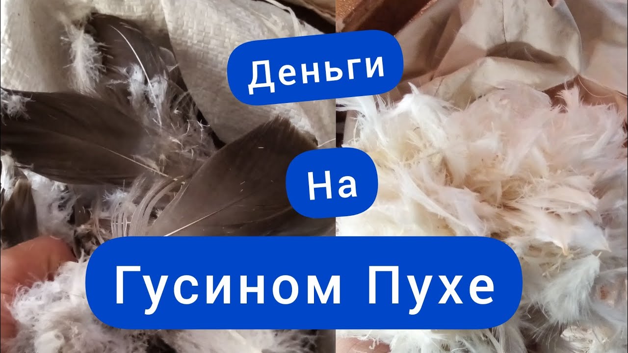 Сколько я заработал денег на Гусином Пухе и утином.