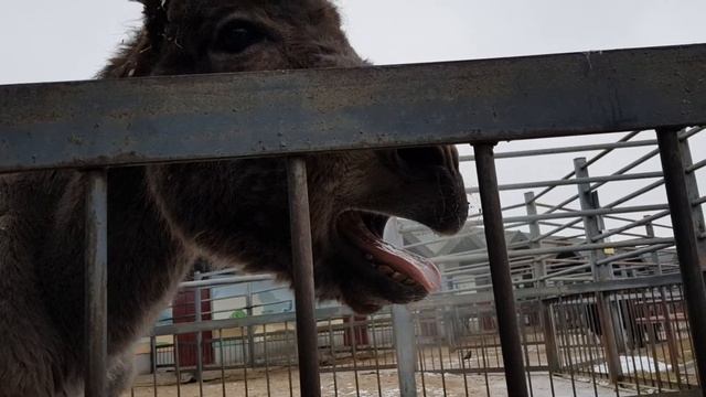 Осел смешно говорит в зоопарке