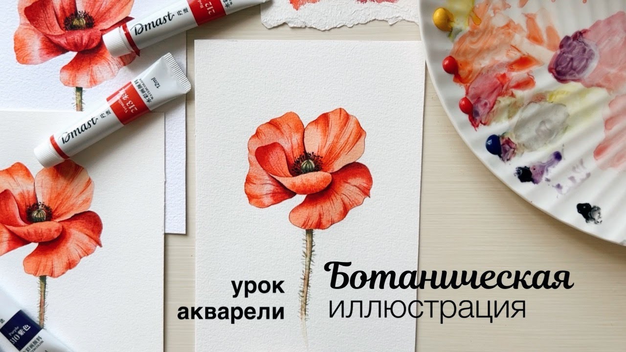 Ботаническая иллюстрация акварелью. Мастер-класс по рисованию цветов акварелью. Рисуем красный мак