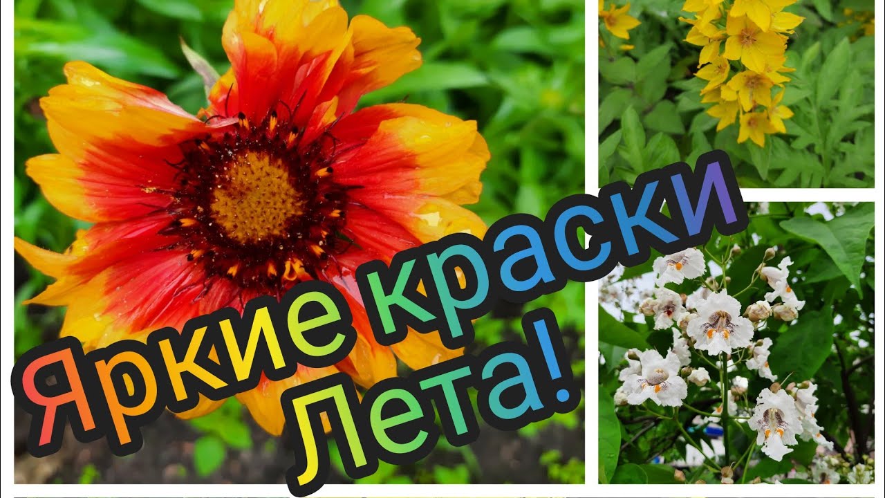 Яркие краски лета! Несмотря на дождь всё цветёт!  Очень красивые цветы!  Beautiful flowers!