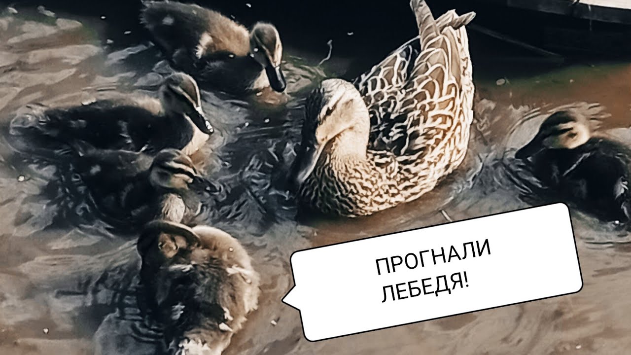 Хитрые утки сожрали все угощения и никому не оставили