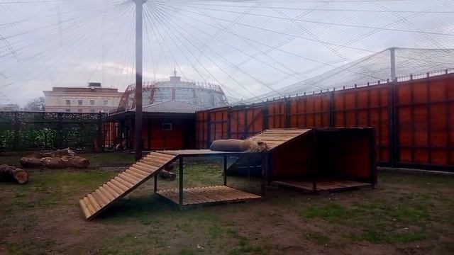 Лев Шер-Хан. Спит малыш. animals lions лев_Шер_Хан