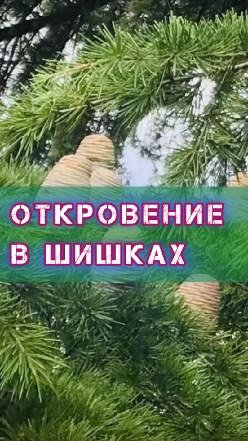 Откровение в шишках 🤓#крым #алушта #осень #2026 #красота #природа #мысливслух #жизнь #семья #котики