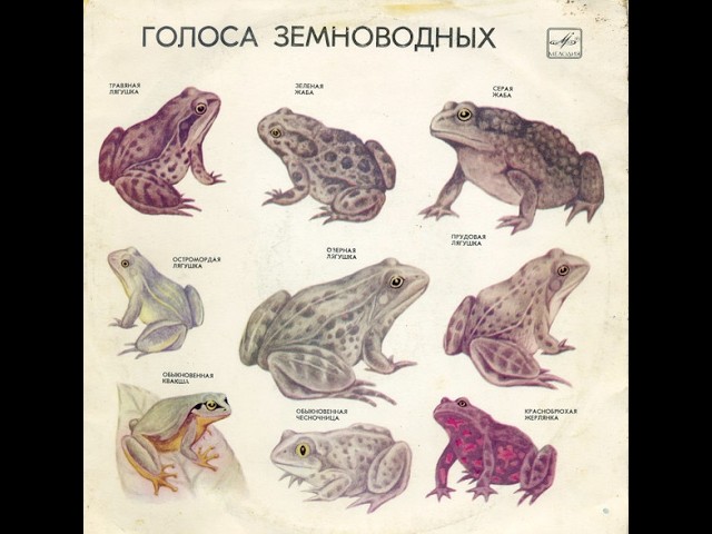 Голоса Земноводных - Серая Жаба