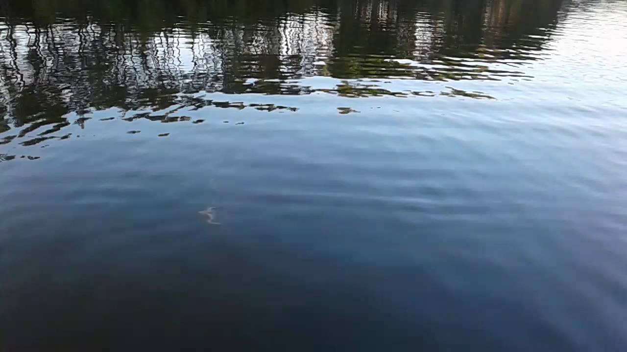 Синева воды с отражением деревьев