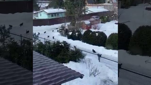 погоня из кошек