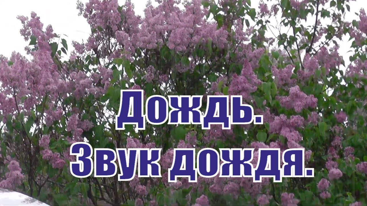 Дождь. Звук дождя. Цветёт сирень.