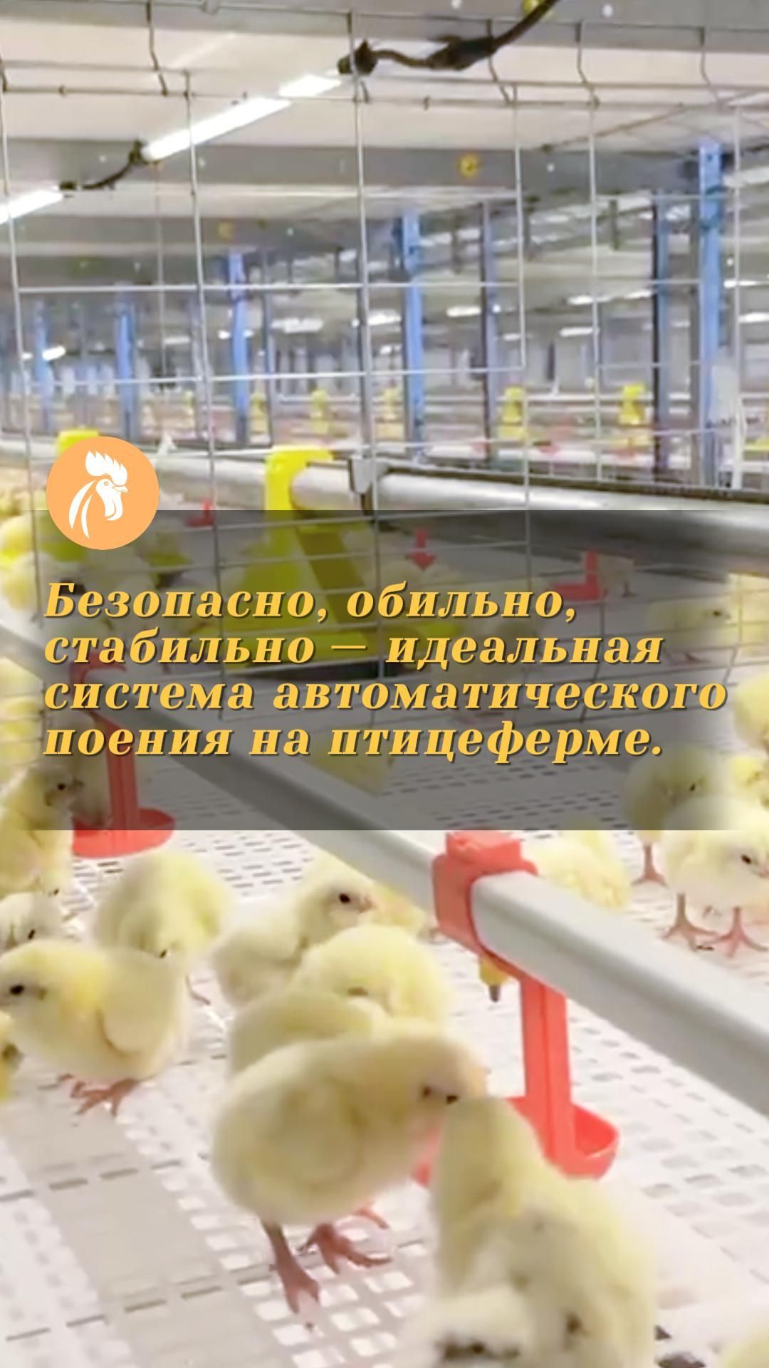 Безопасно, обильно, стабильно — идеальная система автоматического поения на птицеферме.