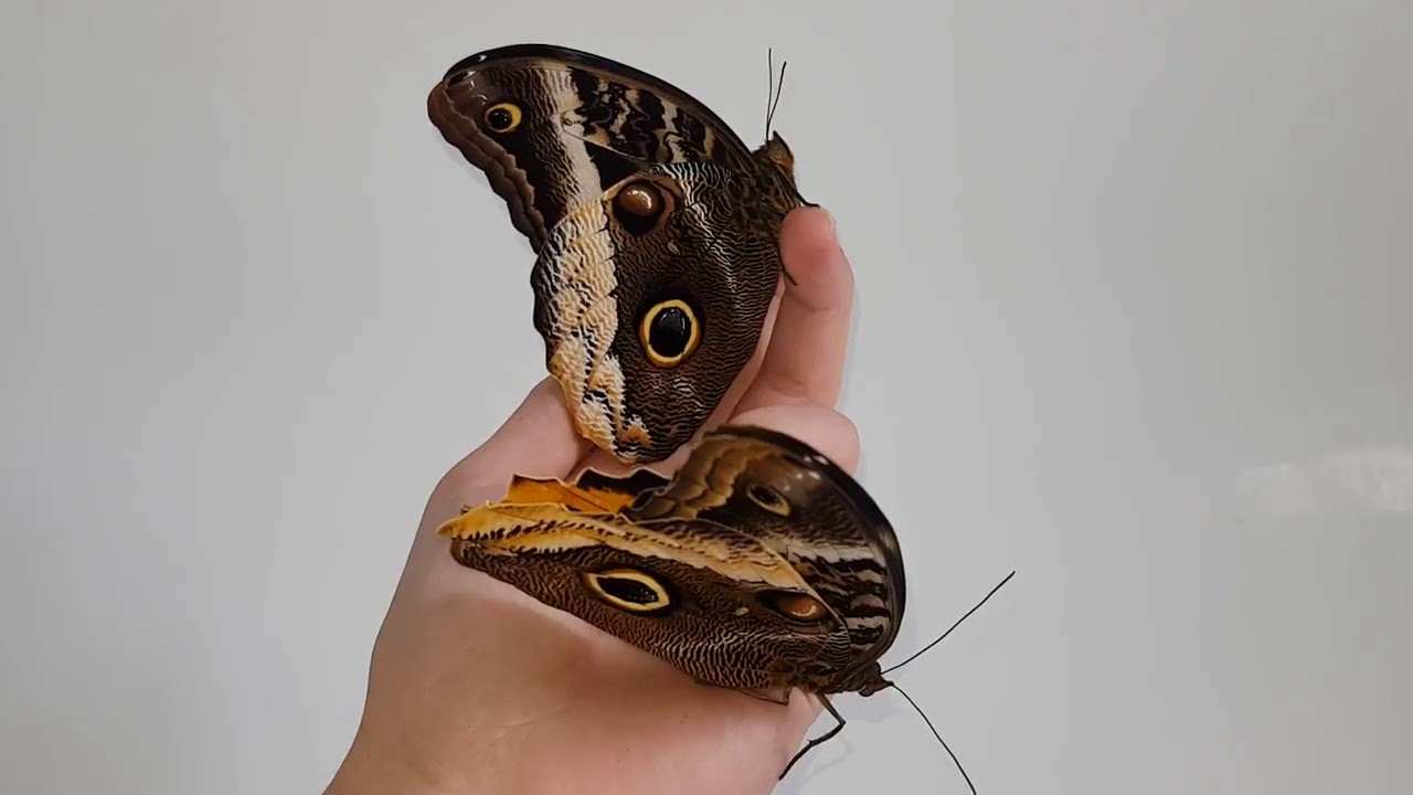 Caligo Atreus Яркая Живая бабочка из Южной Америки