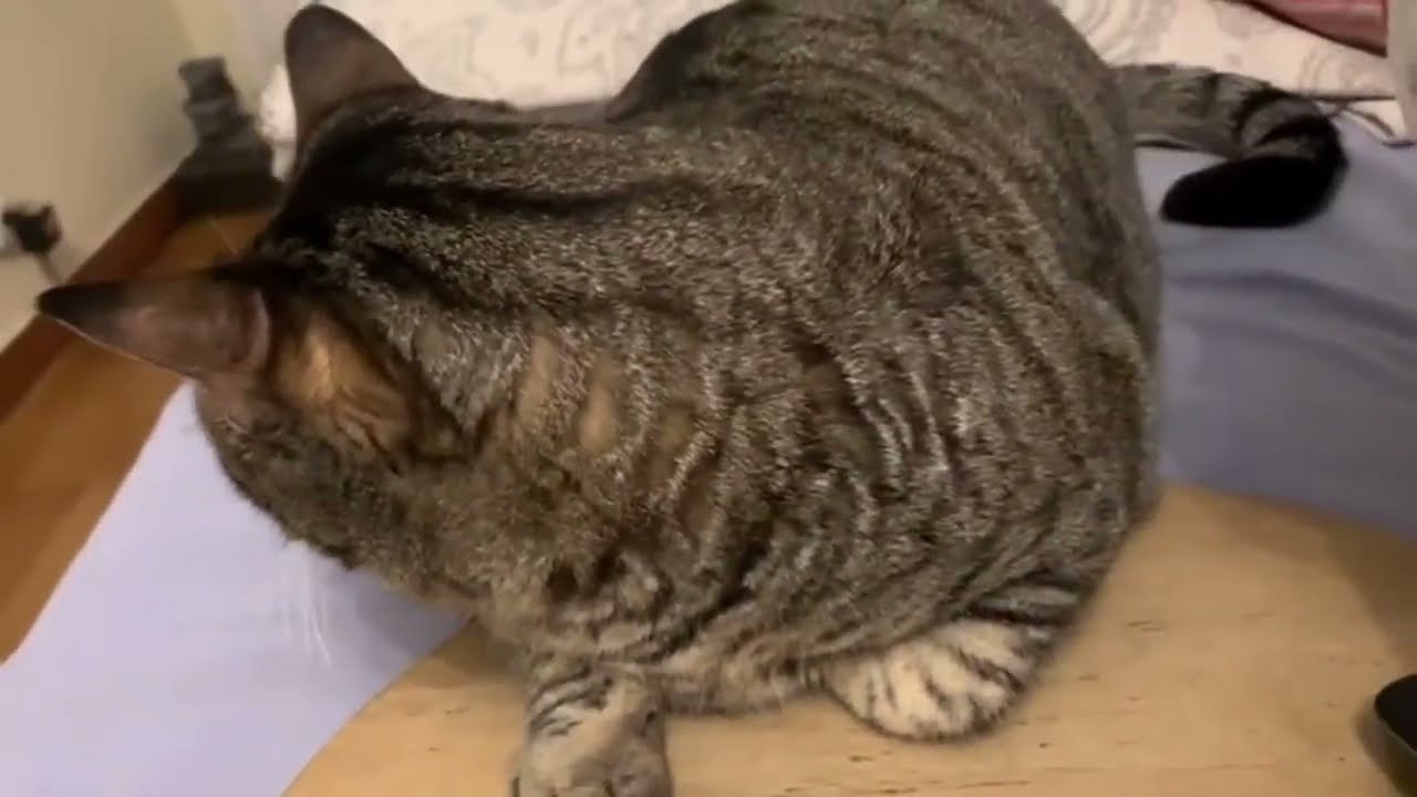 Один день из жизни кошки 261 2023