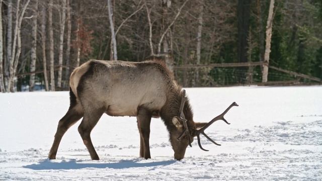 Animals sound: Deer sound  звук Оленя
