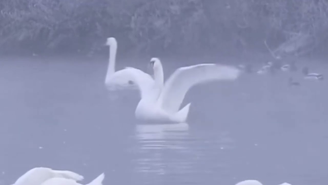 Зимняя сказка Красивый снегопад Видео и Музыка для души