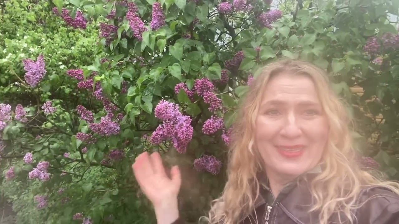 Сирень и снег