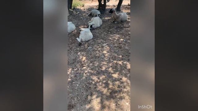 Как немного напугать овец