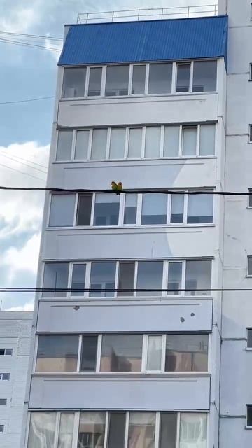  На улице Панорамная заметили пару попугаев  неразлучников Лилианы.   К счастью всё закончилось