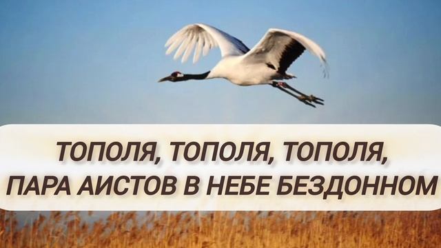 Тополя Тополя Тополя Пара Аистов В Небе Бездонном христианскиепесни осень аист