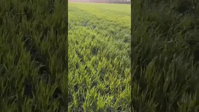 Сравнение сеялок «Витон 1 плюс» (широкорядная) Vs СЗ-3,6 (рядовая) в органическом земледелии