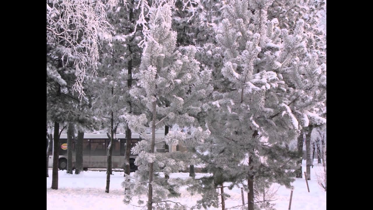 Сирень уничтожают омолаживанием