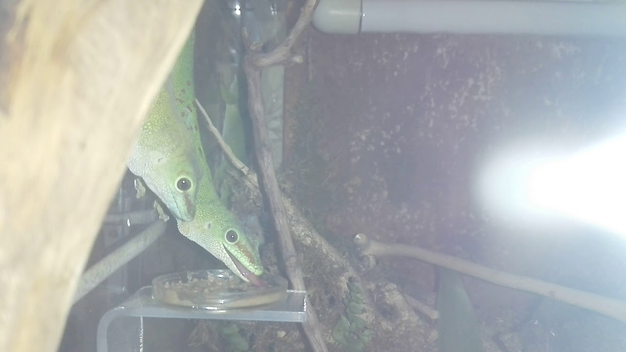 Фельзумы едят и разговаривают/как разговаривают Фельзумы/ Phelsuma Madagascariensis