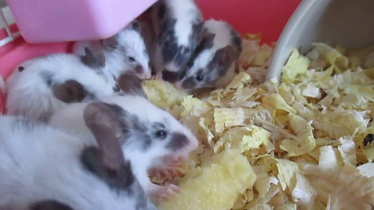Мыши хрустят кукурузными палочками
