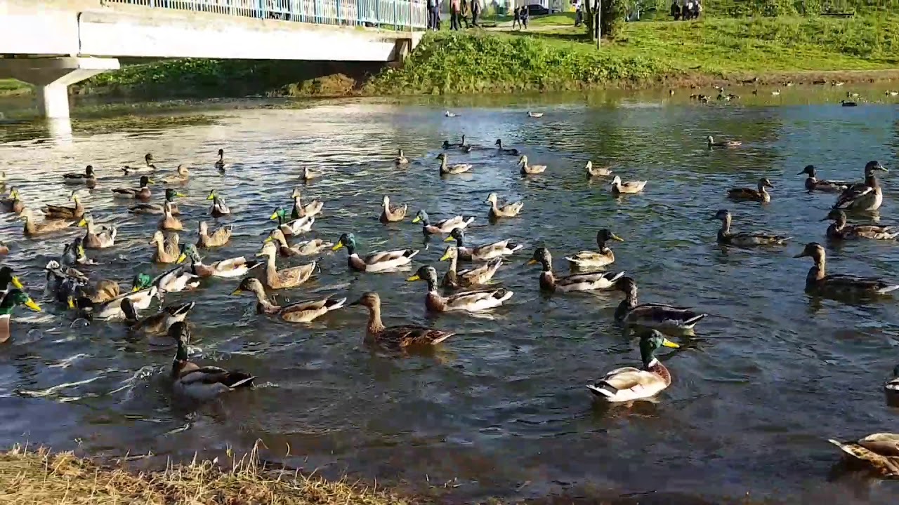 Уточки кря-кря