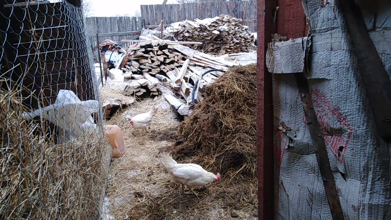 Петух греет цыплят.Чищу сарай у кур.Купили сено и картофель