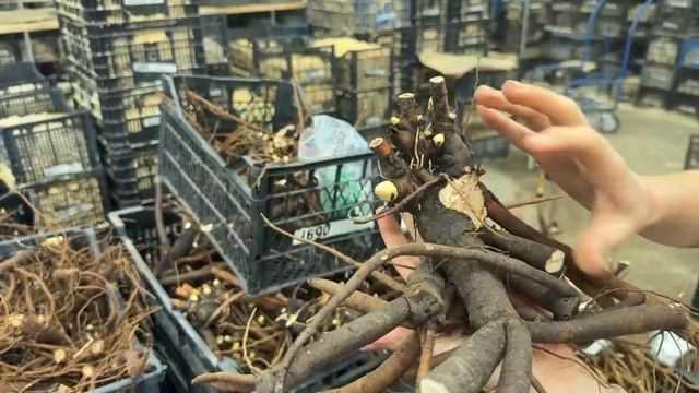 Нюансы посадки пионовСад Ворошиловой