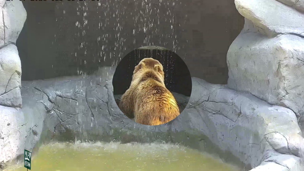 Медвежий водопад.А вы зналичто у АвиаМедведя Мансура есть свой Медвежий водопад?