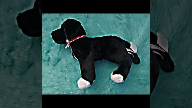 ~теперь я ТОЧНО-ПРИТОЧНО определилась вот прям ТОЧНО теперь я хочу смешного битбуля с лабрадором~