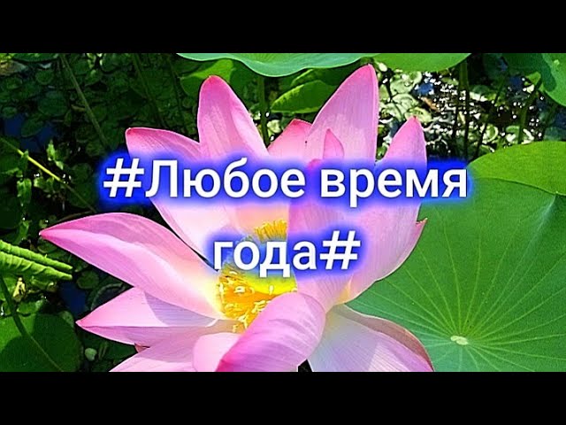 Любое время годав сохранённых фото и видео.