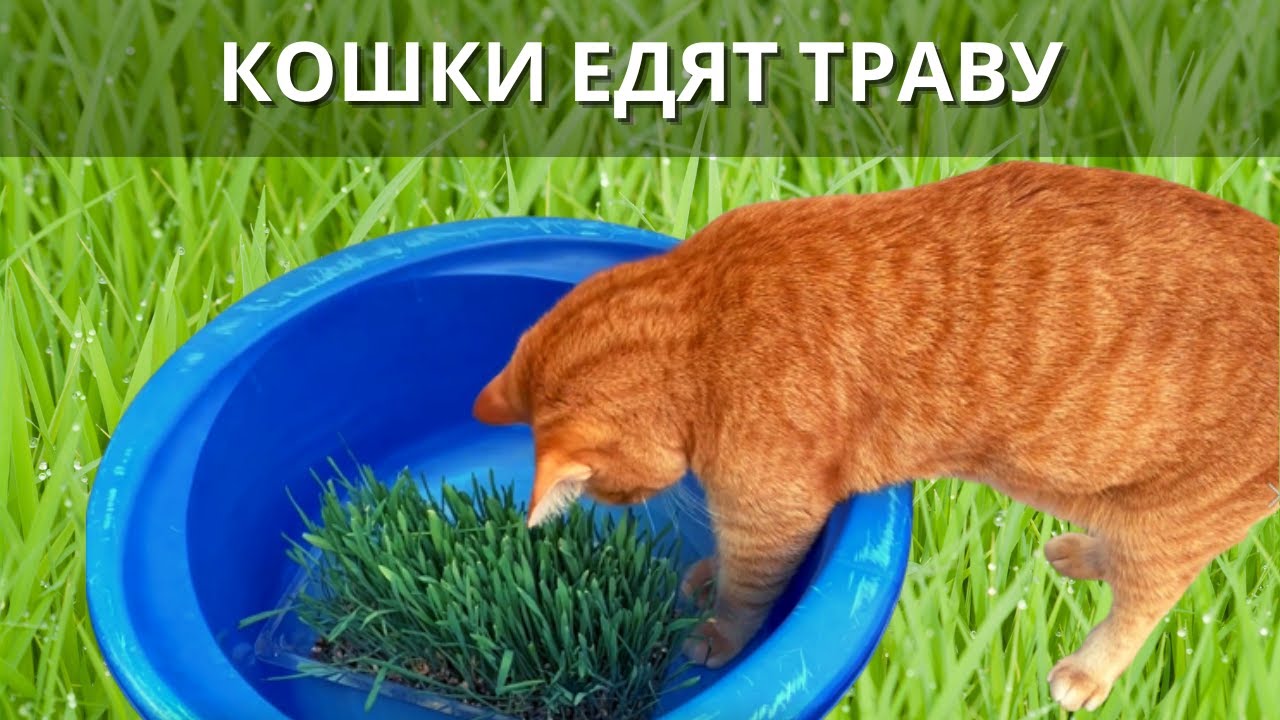 Кошки едят траву 3