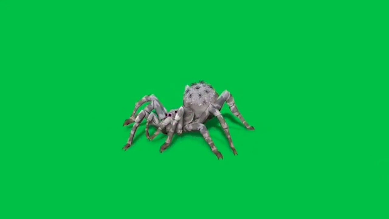 Футаж паук  spider на зелёном фоне - хромакей