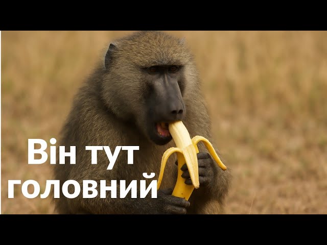 Один крик — і всі відступають! Домінування гомадрила
