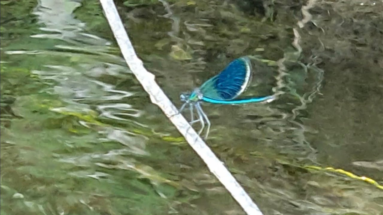 Стрекоза возле Саратовки Dragonfly