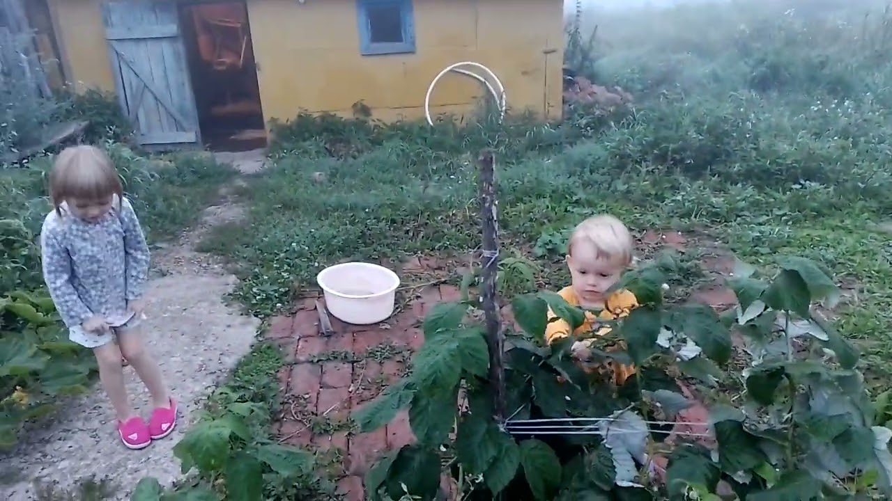 ёжики в тумане! пол пятого утра по Москве туман татарстан село