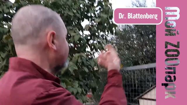 МЕГАРЖАЧ. ИНДЮКИ СПОРЯТ С ЧЕЛОВЕКОМ. Turkeys Argue With The Man