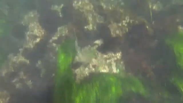 на мелководье с котиками и львами