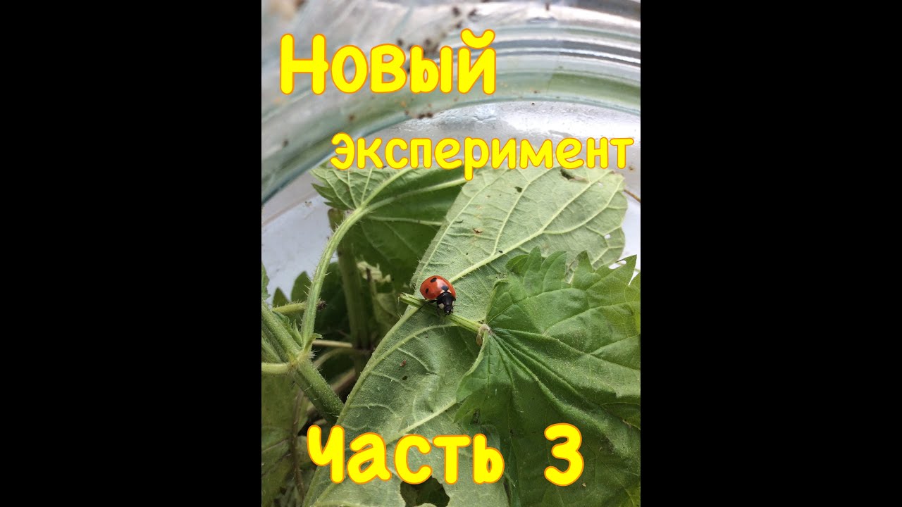 Божьи коровки Coccinella septempunctata Psyllobora vigintiduopunctata и др.. Часть 3.