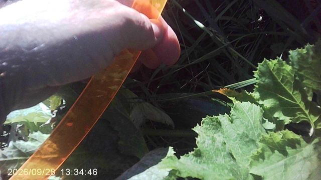 Обзор нашего первого кабачкового растения сорта Чёрный Красавец