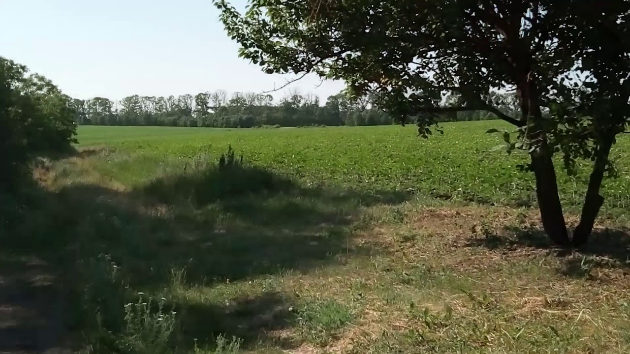 Заяц на поле!