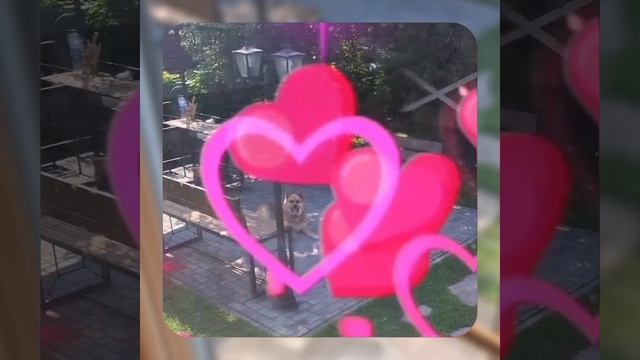 1000070947.mp4 Собака смотрит на планирование подготовки к устройству отопления в доме А-фрейм