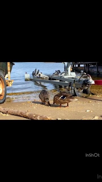 Милые утки на Волге. Покормили птиц. Чебоксары. birds