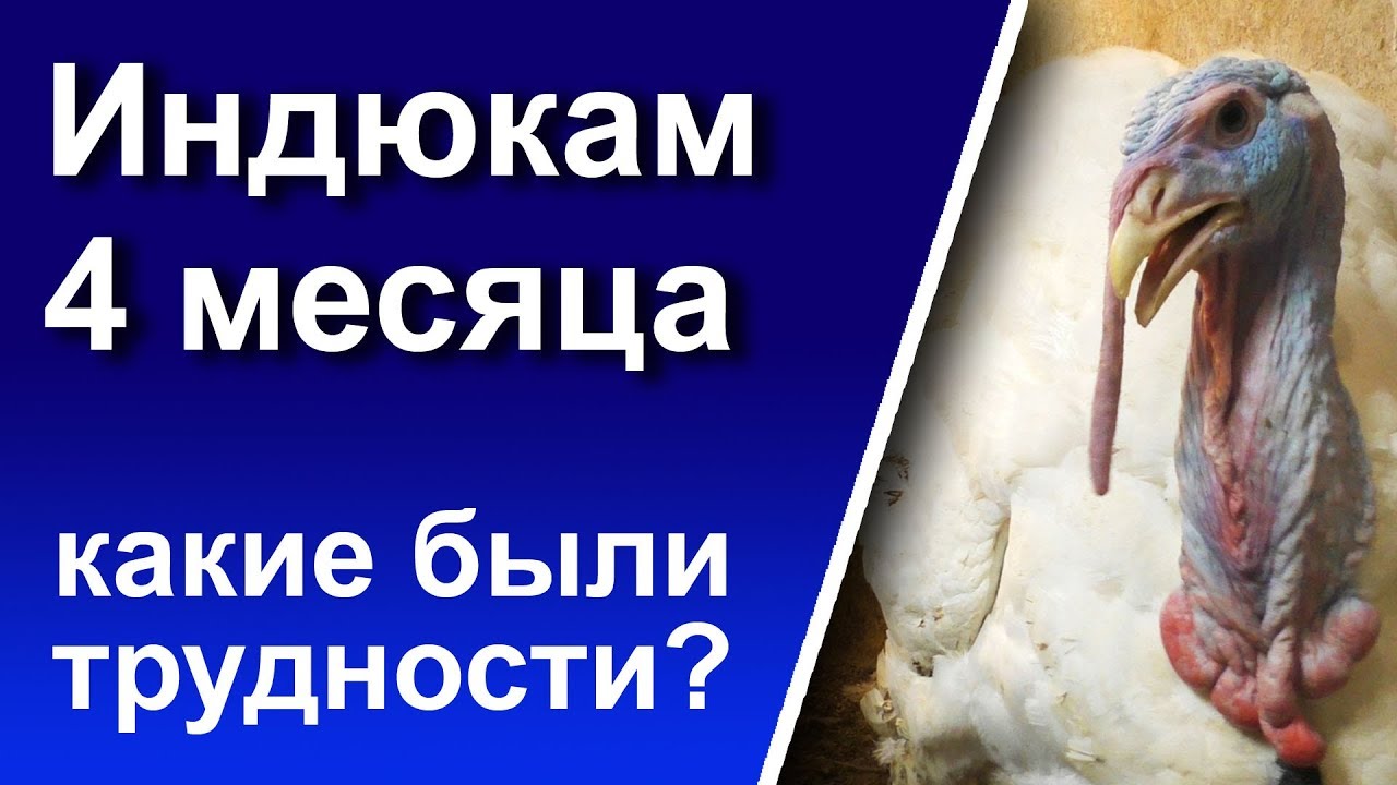 Индюки 4 месяца