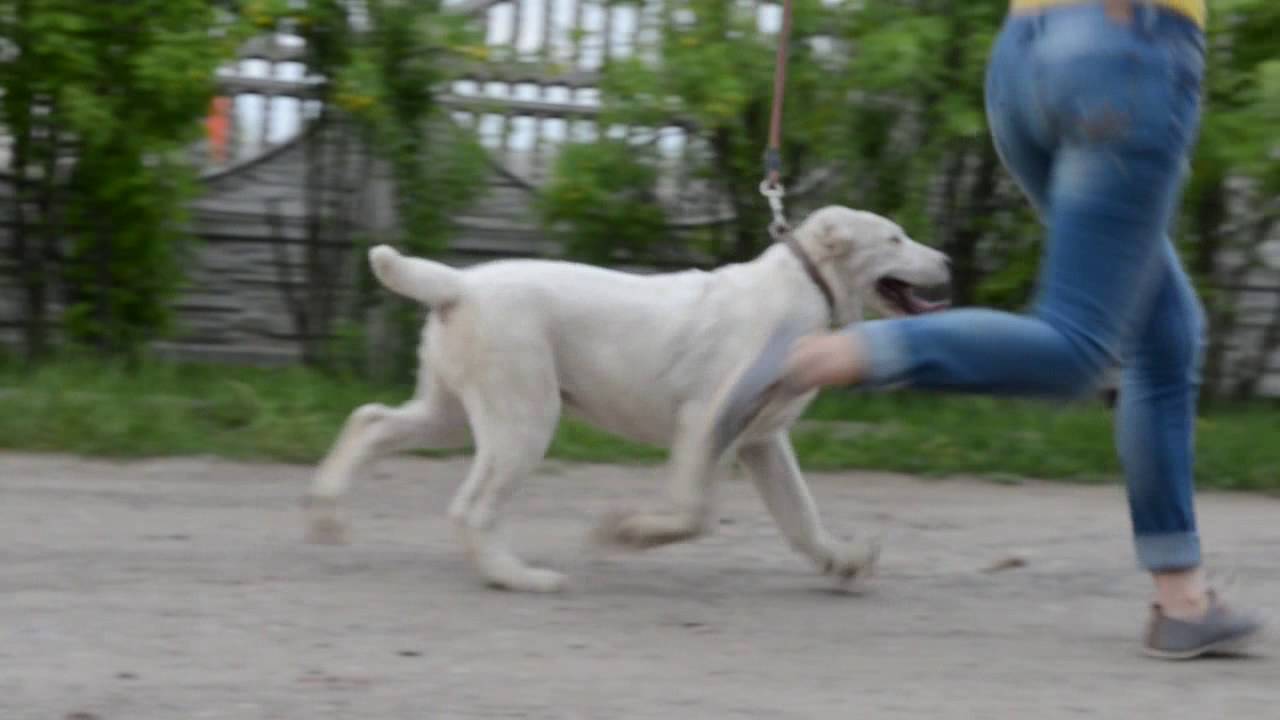 ТАЁЖНЫЙ ТАЛИСМАН КАРАКЮЗ ЗАБИРА