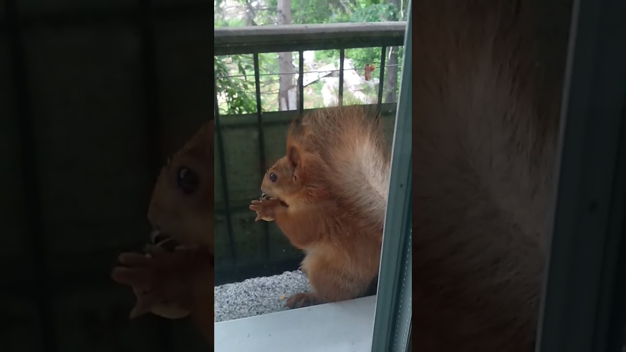 Три красавицы белочки2024squirrelanimalsanimalsбелкалетоиюнь