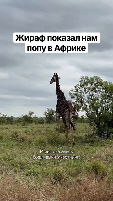 Жираф! Африка! ЮАР. Сафари-Крюгер. Ещё много диких животных у дорог в Ботсване! Больше в профиле