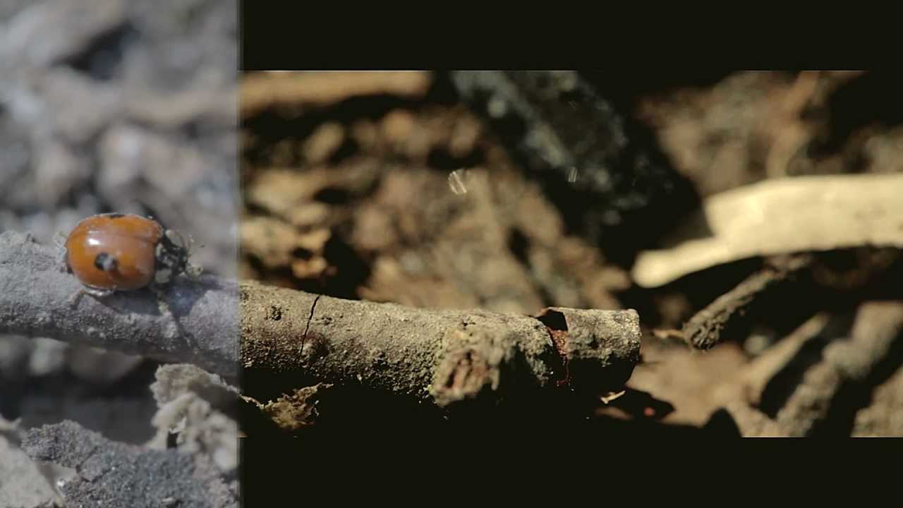 Цветокоррекция в After Effect. Color correction in after effect