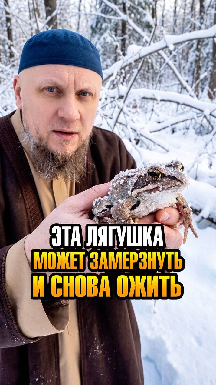 ЭТА ЛЯГУШКА МОЖЕТ ПЕРЕЖИТЬ ЗАМЕРЗАНИЕ И ВЕСНОЙ СНОВА ОЖИТЬ ислам религия вера