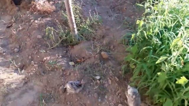 Семейство индюков. Ложная тревога.Индюшата под защитой.A family of turkeys. False alarm.